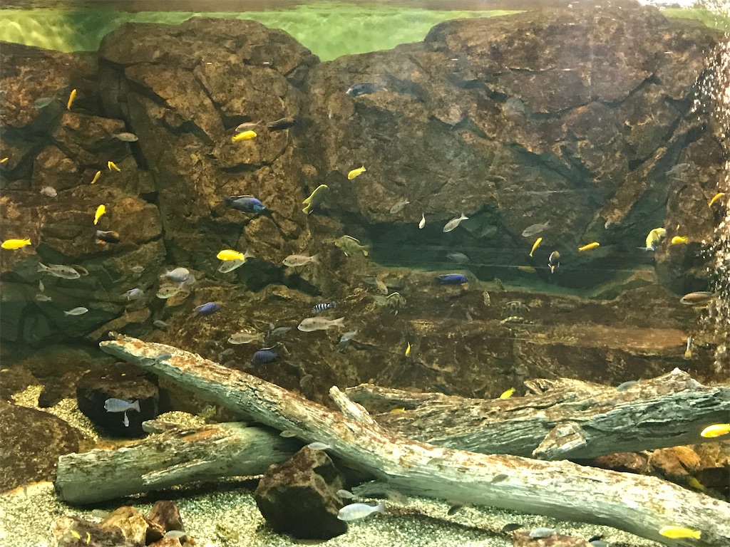 f:id:PrinceofWales:20200606204248j:image f:id:PrinceofWales:20200606204248j:image