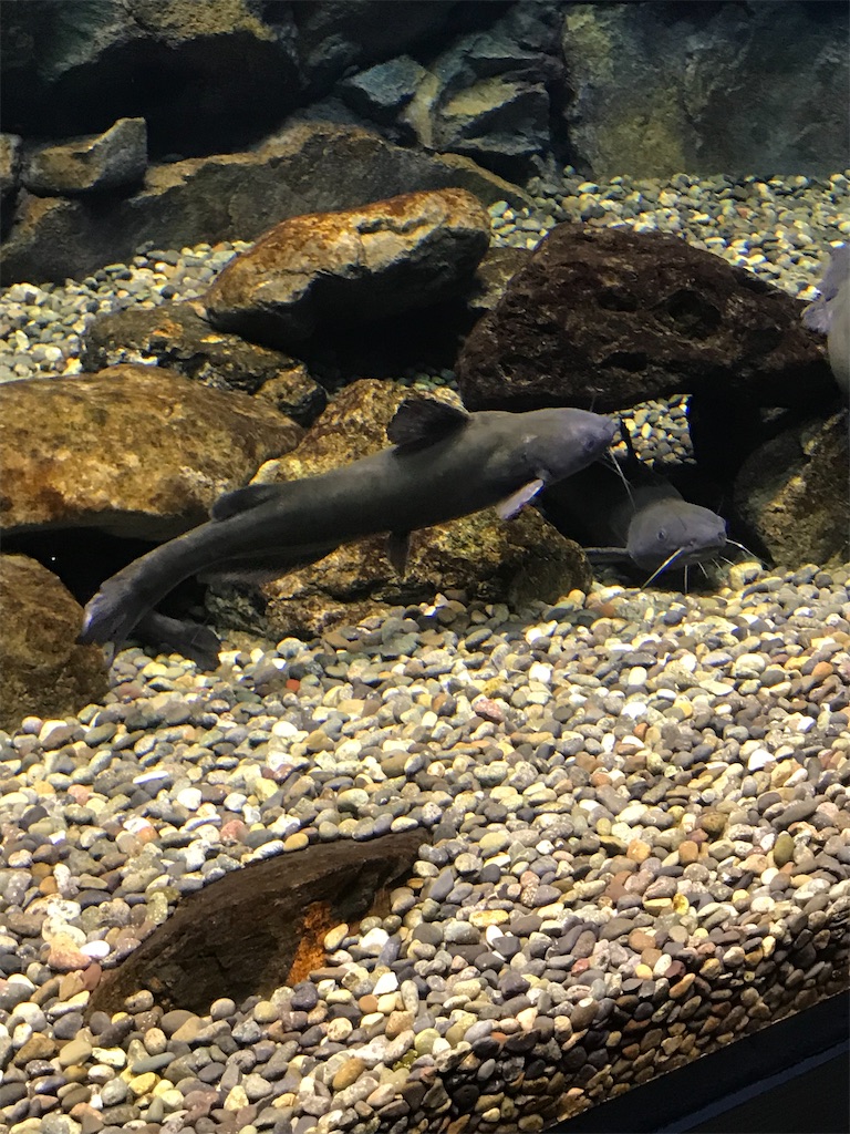 f:id:PrinceofWales:20200606204253j:image f:id:PrinceofWales:20200606204253j:image