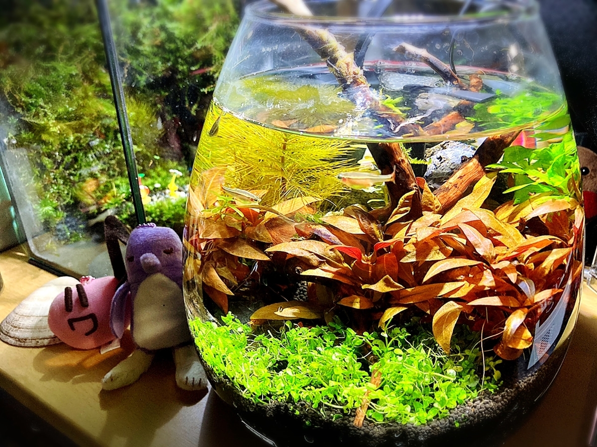 ボトルアクアリウム グラスアクアリウム を一式で揃えるといくらかかるのかやってみた 物欲懺悔室
