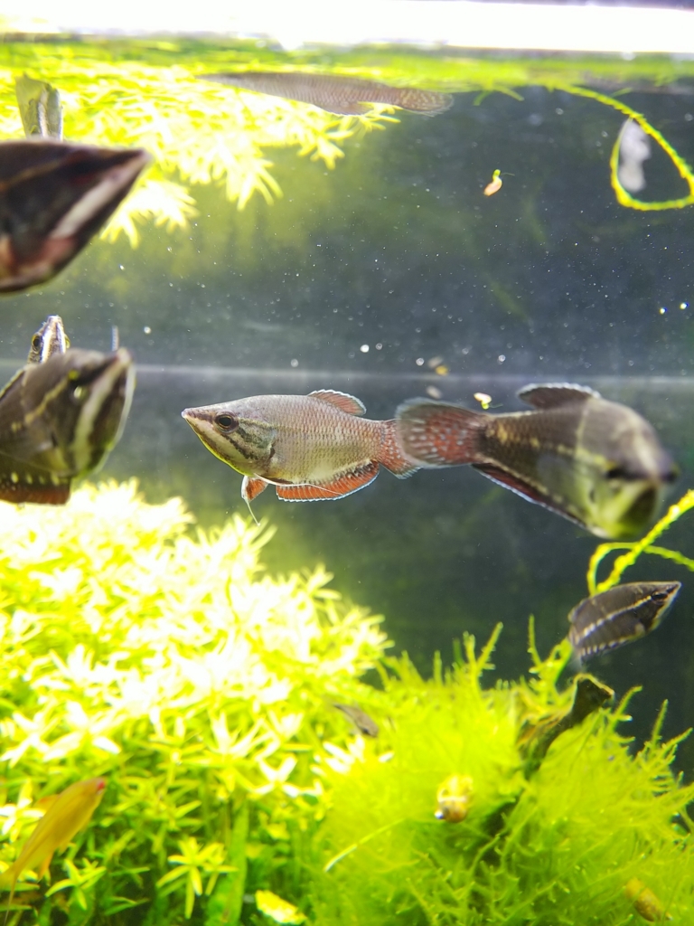 f:id:Pterophyllum_altum:20170819125254j:plain