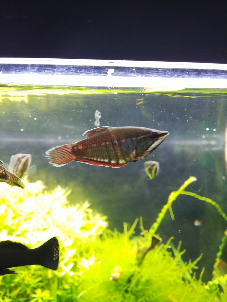 f:id:Pterophyllum_altum:20170819125844j:plain