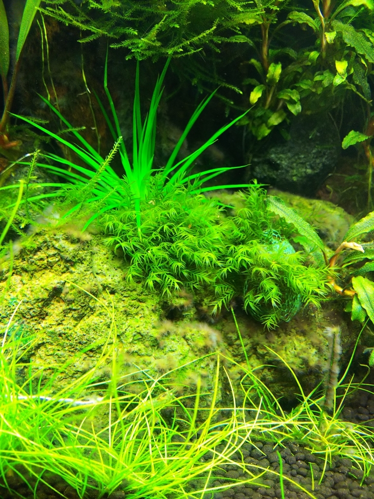 f:id:Pterophyllum_altum:20170819130544j:plain