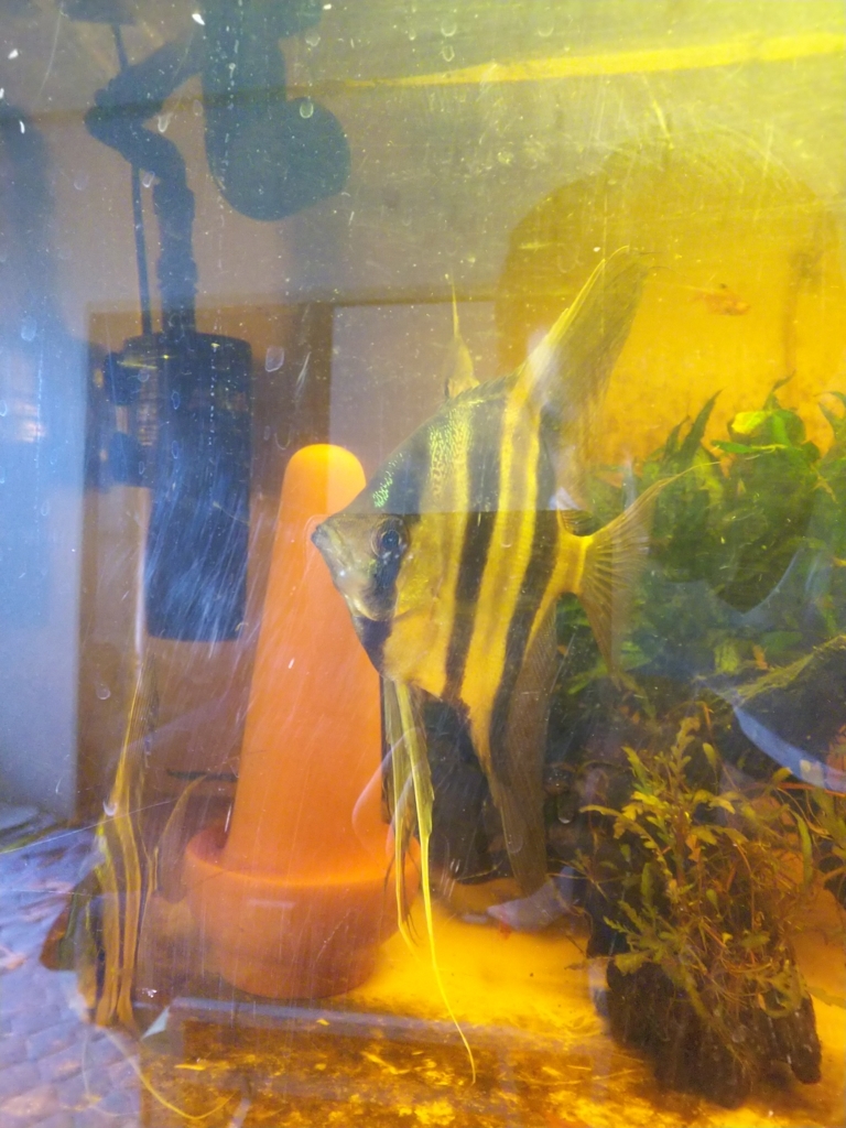 f:id:Pterophyllum_altum:20170819133503j:plain f:id:Pterophyllum_altum:20170819133503j:plain