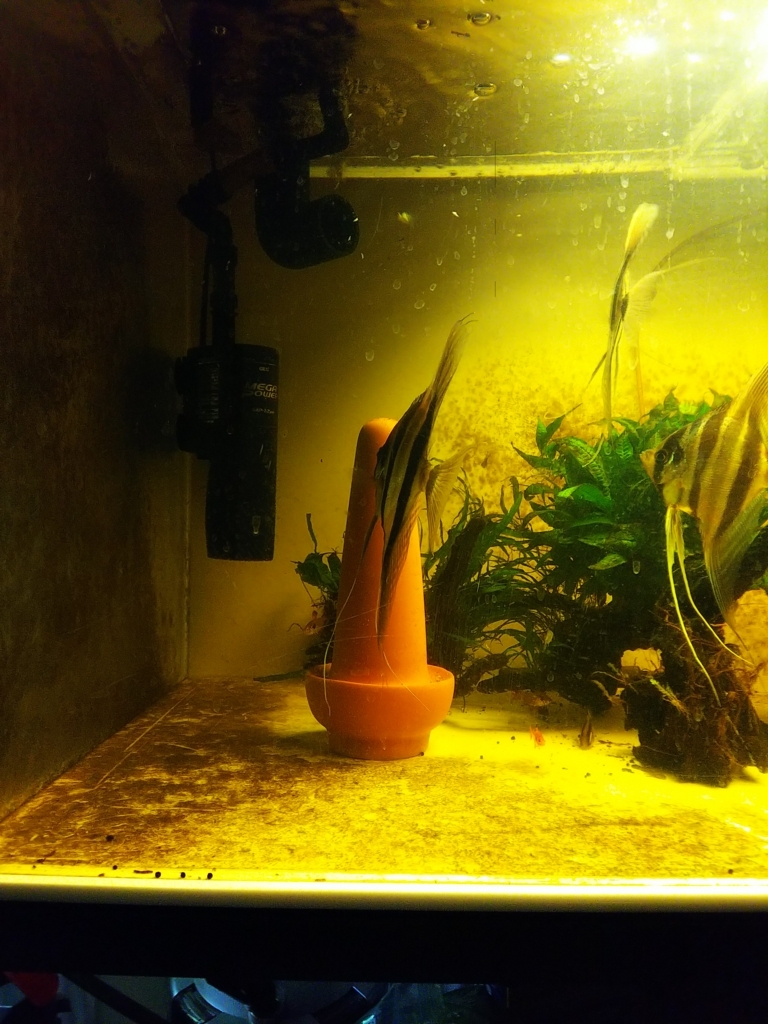 f:id:Pterophyllum_altum:20170903032646j:plain