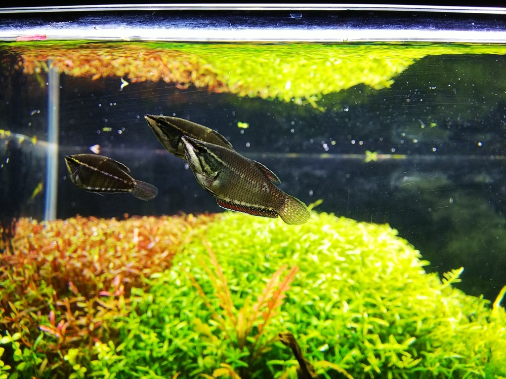 f:id:Pterophyllum_altum:20170903035740j:plain