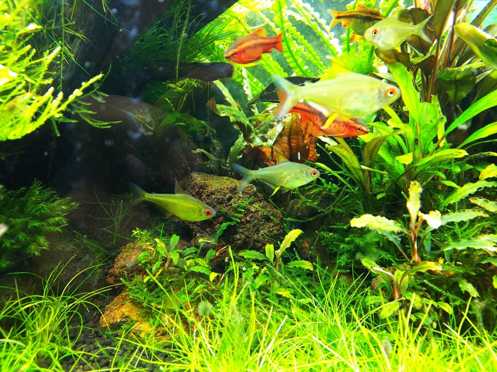 f:id:Pterophyllum_altum:20170903040042j:plain