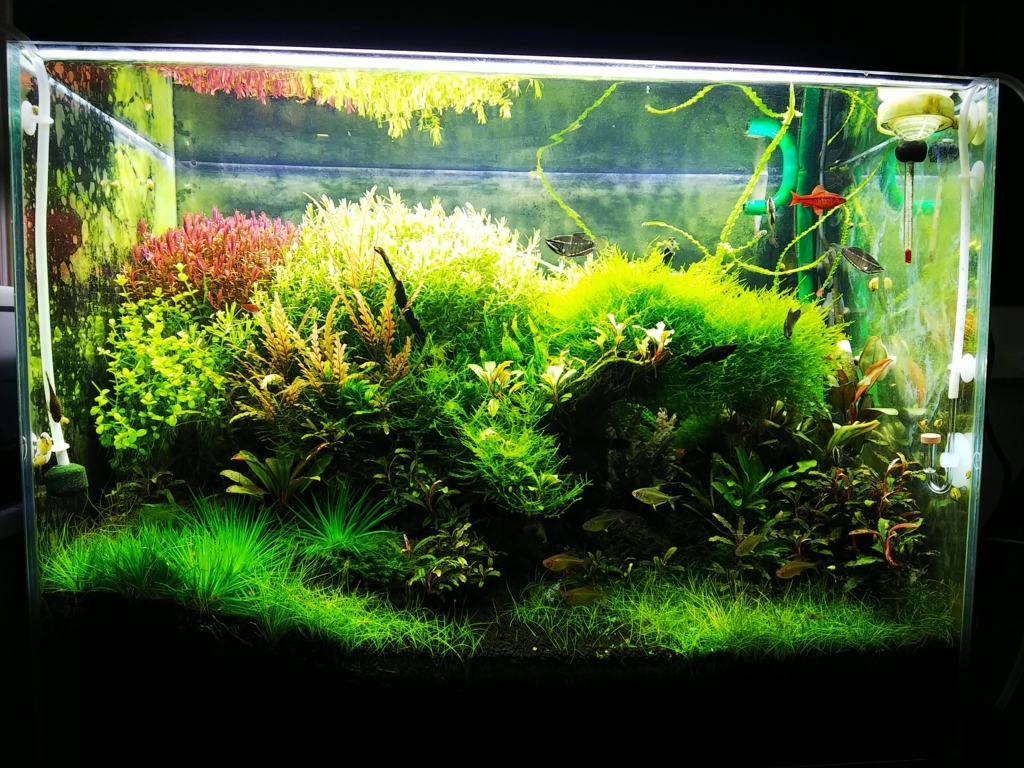 f:id:Pterophyllum_altum:20170913023849j:plain