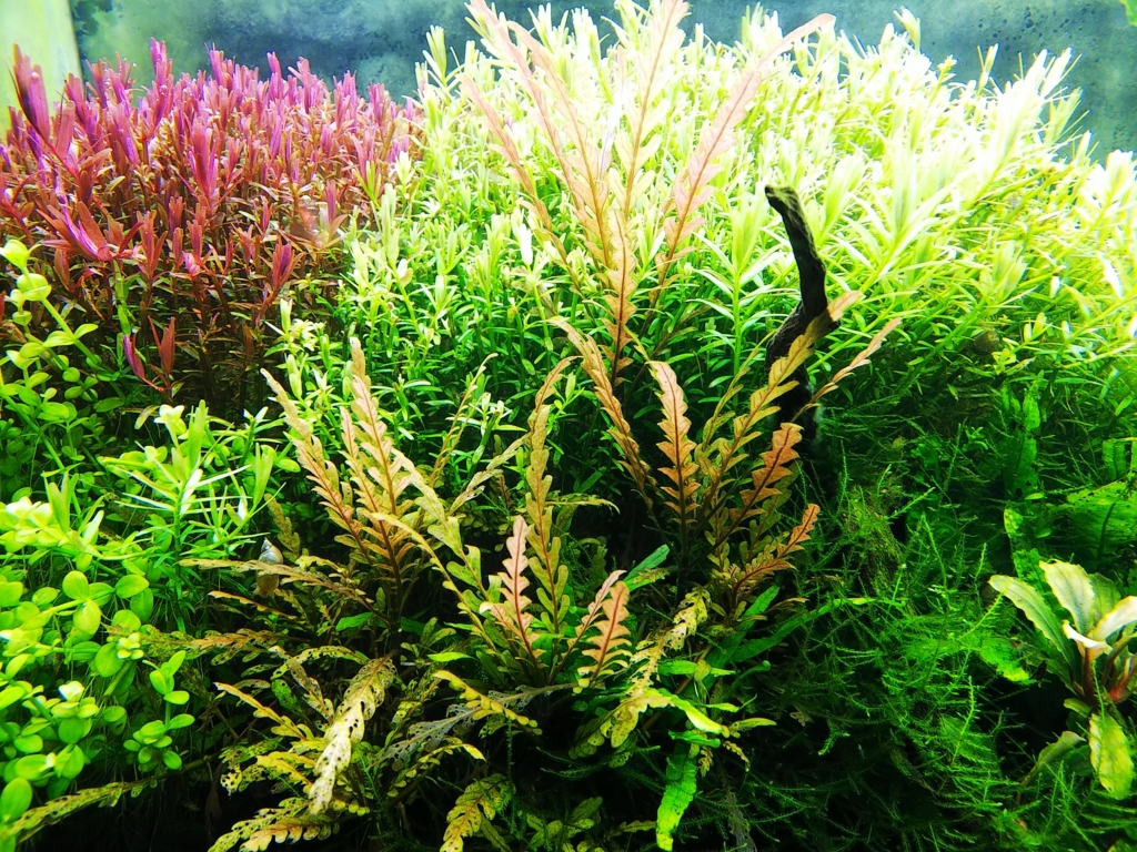 f:id:Pterophyllum_altum:20170913025146j:plain