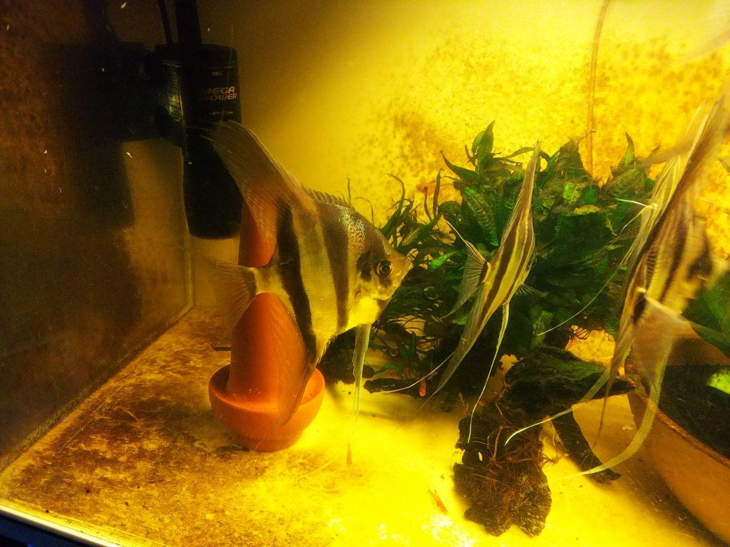 f:id:Pterophyllum_altum:20170913031815j:plain