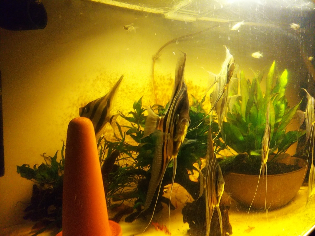 f:id:Pterophyllum_altum:20170913031851j:plain