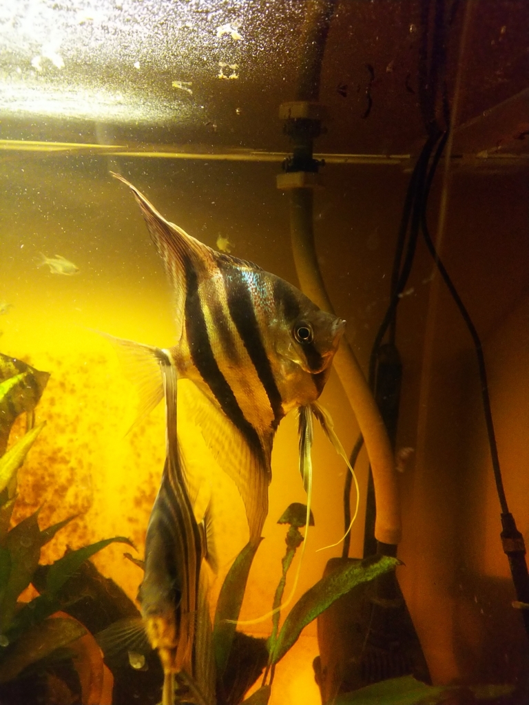 f:id:Pterophyllum_altum:20170915225512j:plain