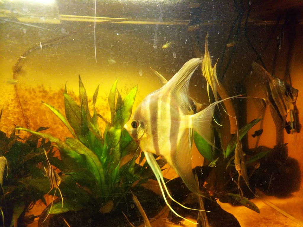 f:id:Pterophyllum_altum:20170915231907j:plain