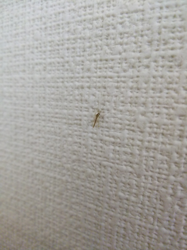 f:id:Pterophyllum_altum:20170917214214j:plain