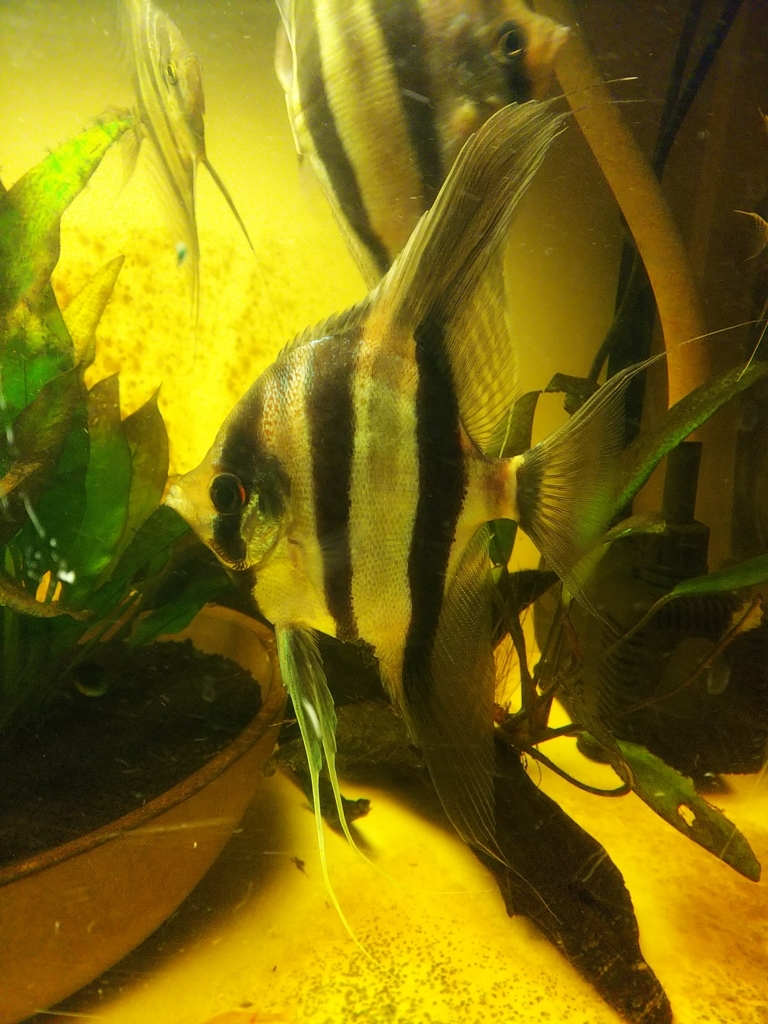 f:id:Pterophyllum_altum:20170917215532j:plain