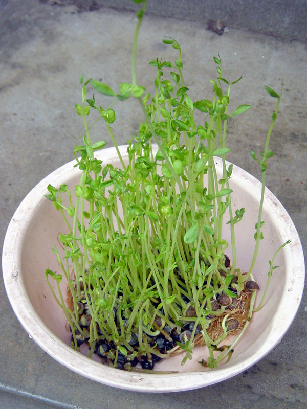 f:id:Pulin:20100729155916j:image:h400