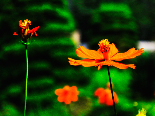 f:id:Pulin:20110815035641j:image f:id:Pulin:20110815035641j:image