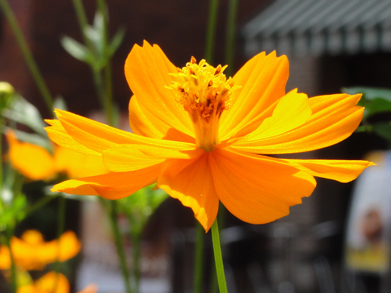 f:id:Pulin:20110815074333j:image