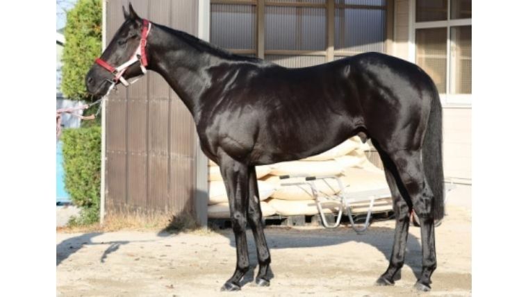 f:id:PyQhw0:20211205123722j:plain