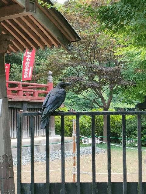 f:id:Pygmalionism00:20250114171439j:image