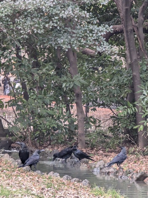 f:id:Pygmalionism00:20250203084848j:image