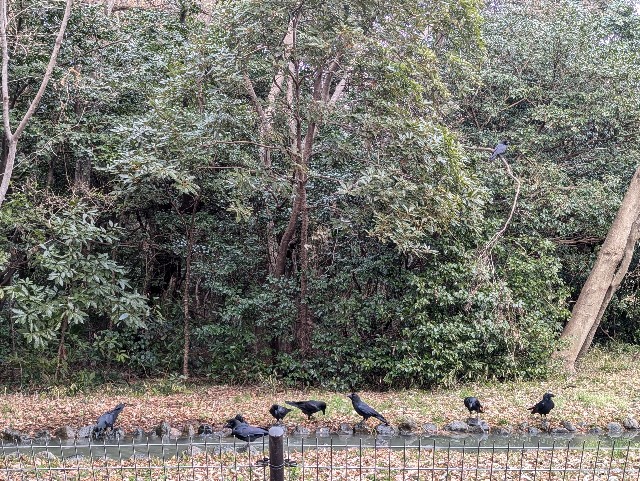 f:id:Pygmalionism00:20250203085057j:image