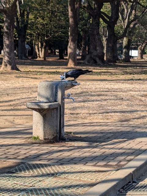 f:id:Pygmalionism00:20250204083523j:image