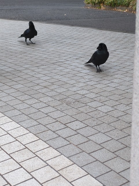 f:id:Pygmalionism00:20250223085600j:image