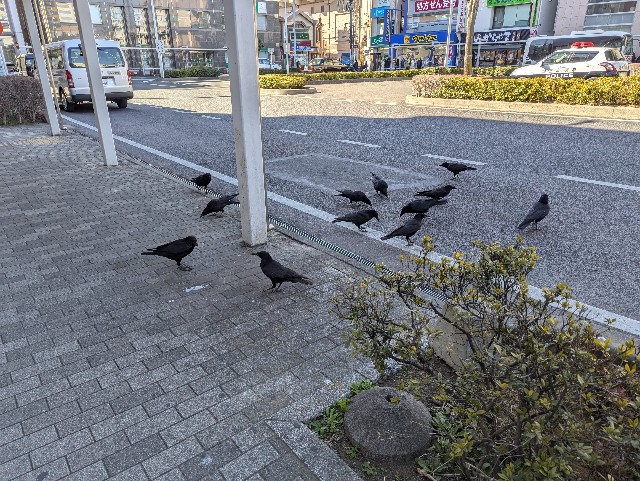 f:id:Pygmalionism00:20250226084822j:image