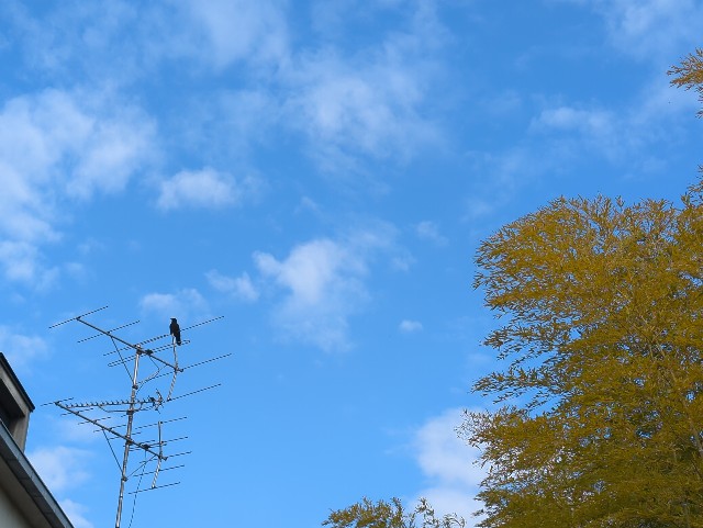 f:id:Pygmalionism00:20250302152628j:image