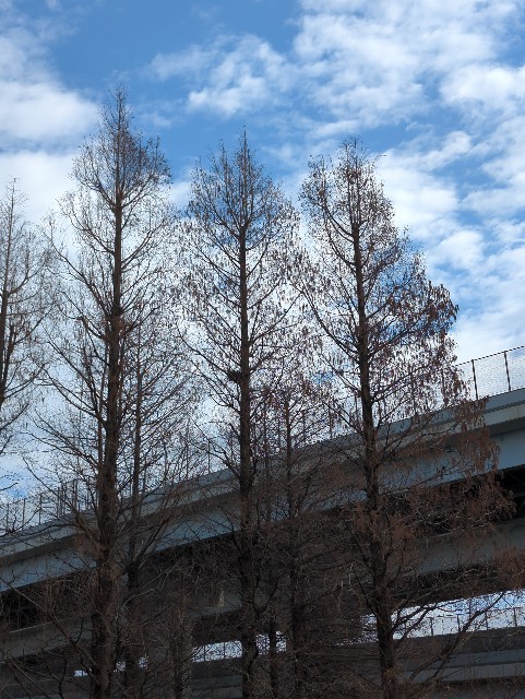 f:id:Pygmalionism00:20250302153249j:image