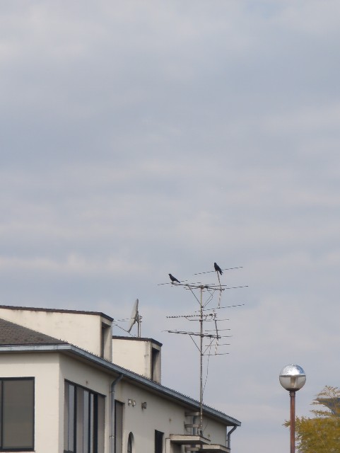 f:id:Pygmalionism00:20250302154105j:image