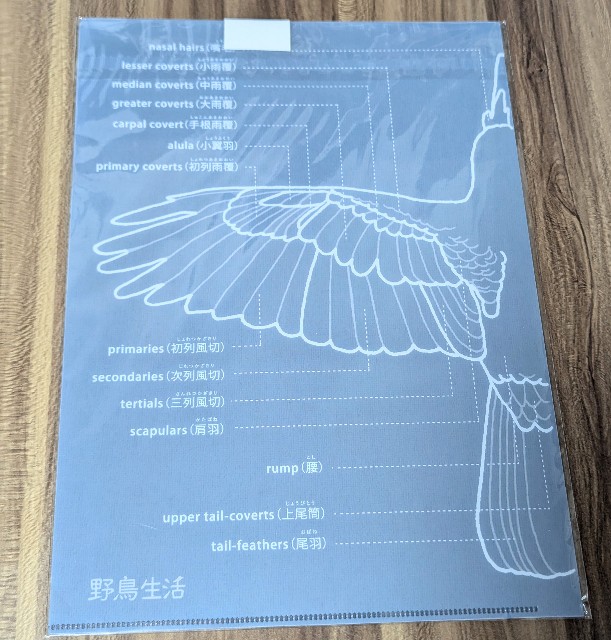 f:id:Pygmalionism00:20250305103624j:image