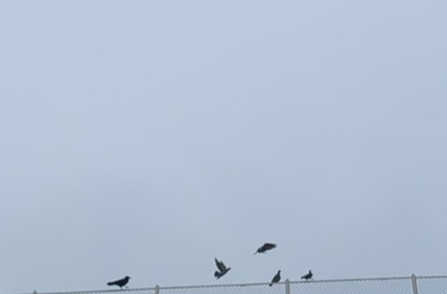 f:id:Pygmalionism00:20250313084333j:image