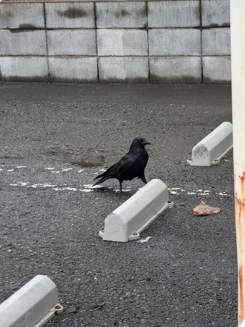 f:id:Pygmalionism00:20250313084444j:image