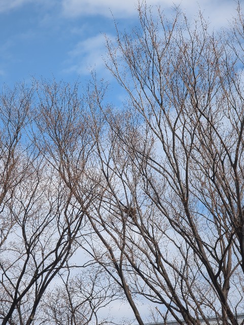 f:id:Pygmalionism00:20250314075545j:image