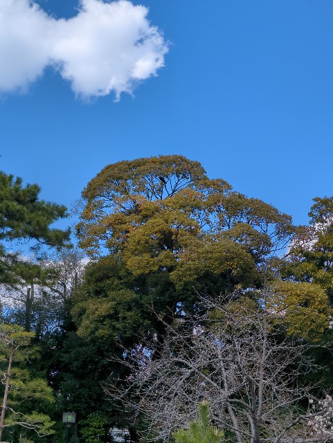 f:id:Pygmalionism00:20250321084723j:image