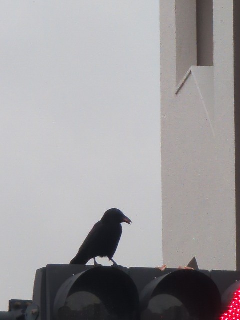 f:id:Pygmalionism00:20250404084709j:image