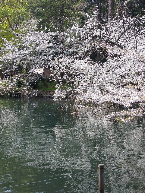 f:id:Pygmalionism00:20250407154657j:image