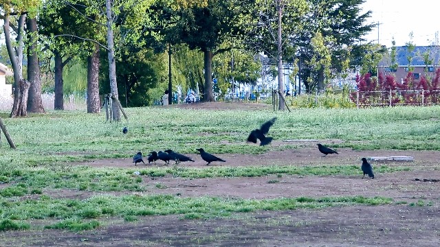f:id:Pygmalionism00:20250413103555j:image