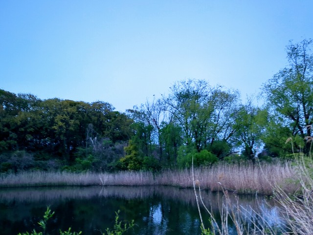 f:id:Pygmalionism00:20250413104242j:image
