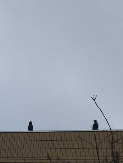 f:id:Pygmalionism00:20250416173300j:image