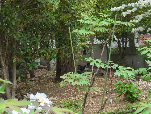 f:id:Pygmalionism00:20250428113911j:image