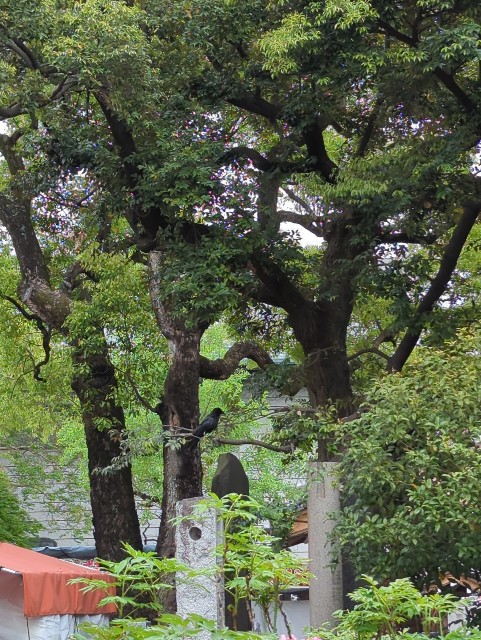f:id:Pygmalionism00:20250428115002j:image