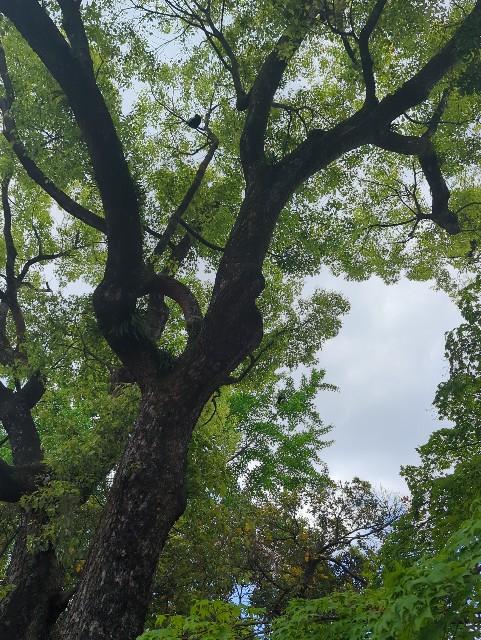 f:id:Pygmalionism00:20250502174534j:image