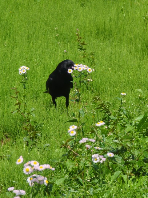 f:id:Pygmalionism00:20250505183041j:image