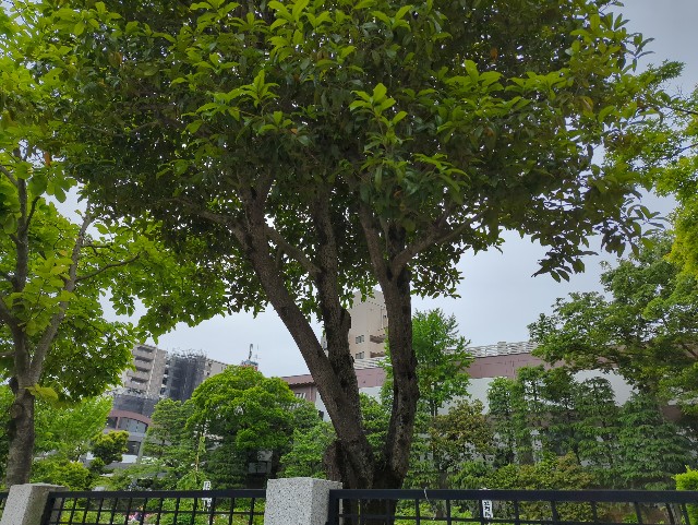 f:id:Pygmalionism00:20250509163551j:image