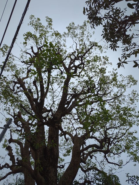 f:id:Pygmalionism00:20250525162720j:image