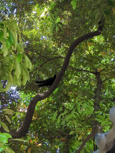 f:id:Pygmalionism00:20250528184203j:image
