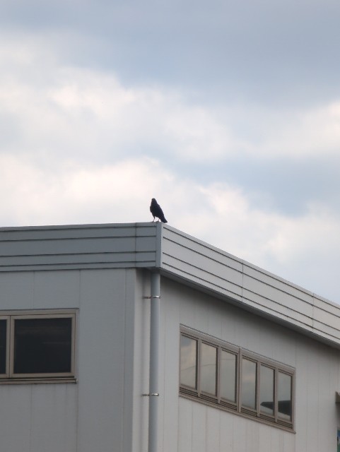 f:id:Pygmalionism00:20250601203743j:image