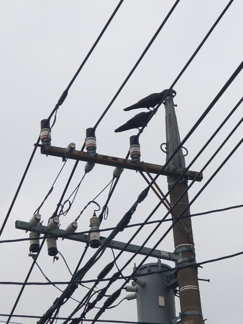 f:id:Pygmalionism00:20250602195122j:image